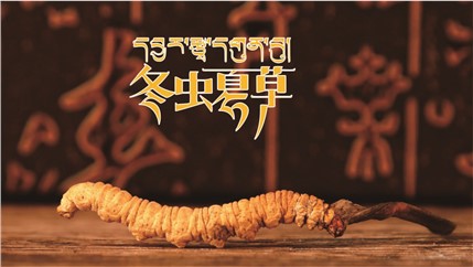 那曲新鮮冬蟲夏草什么時(shí)候采挖？